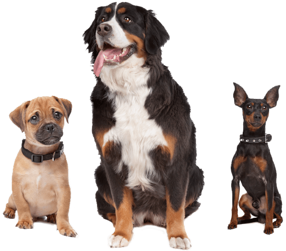 https://petfirst.id/wp-content/uploads/2019/07/inner_image_01.png